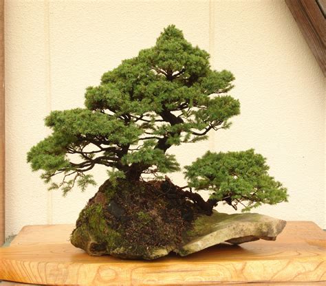 盆栽|Bonsai